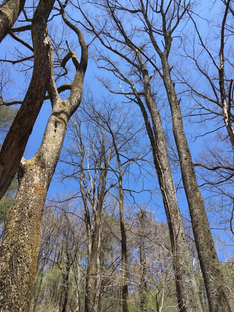 f:id:yuucamp:20170520192632j:plain