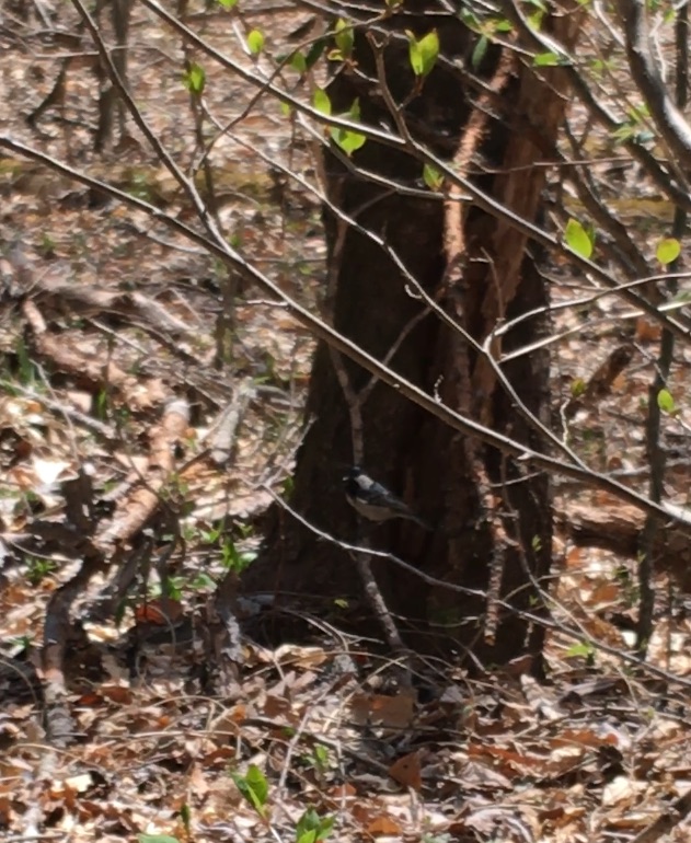 f:id:yuucamp:20170520193416j:plain