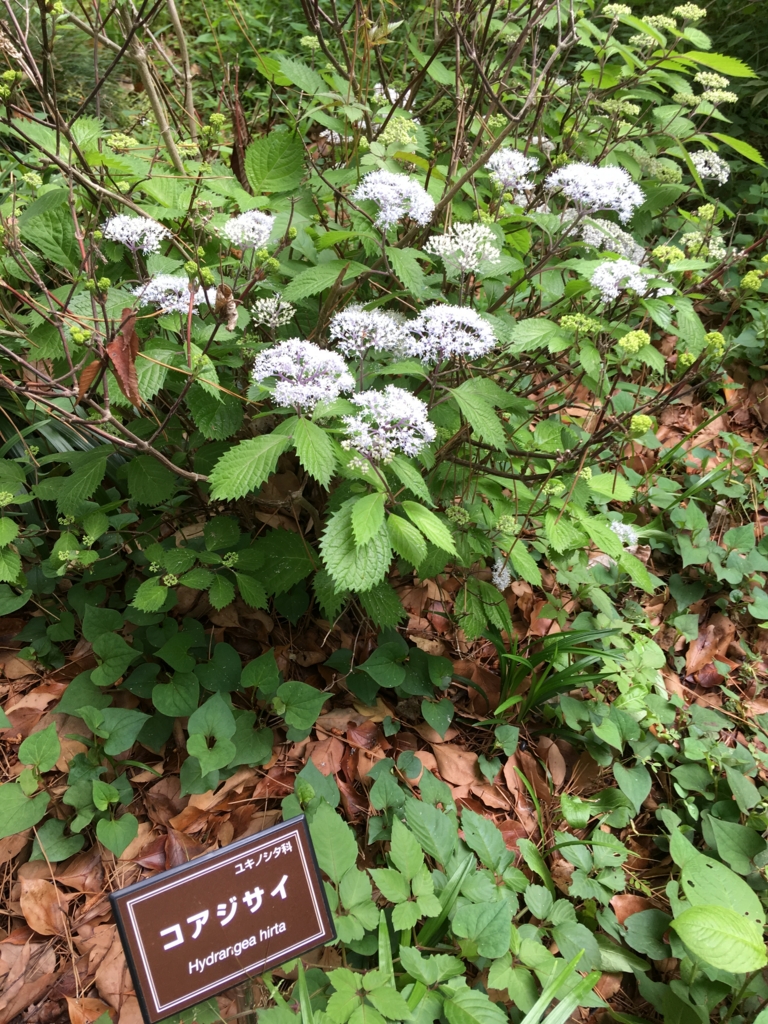 f:id:yuucamp:20170521022943j:plain