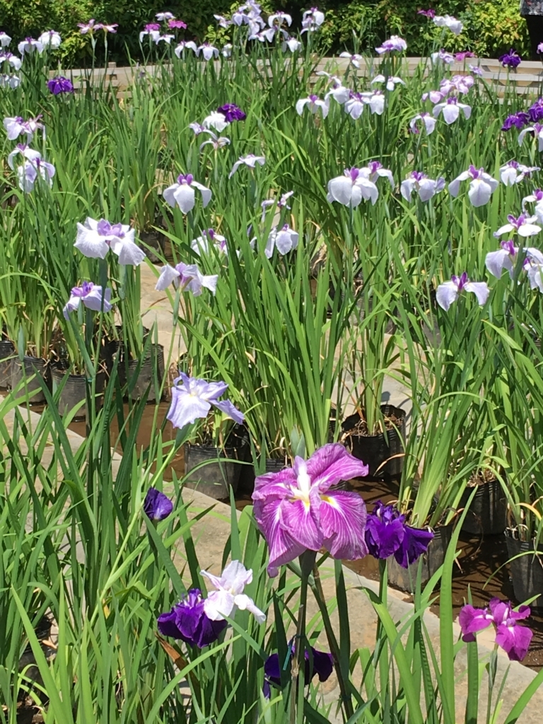 f:id:yuucamp:20170614000823j:plain f:id:yuucamp:20170614000823j:plain