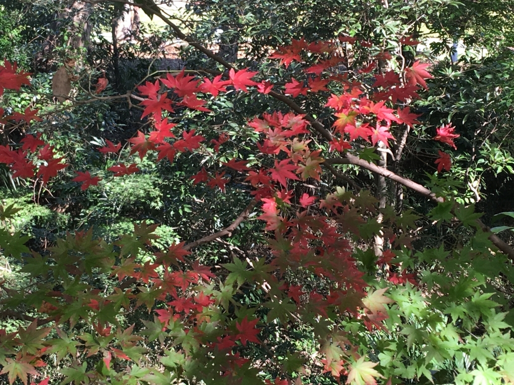 f:id:yuucamp:20171112180253j:plain