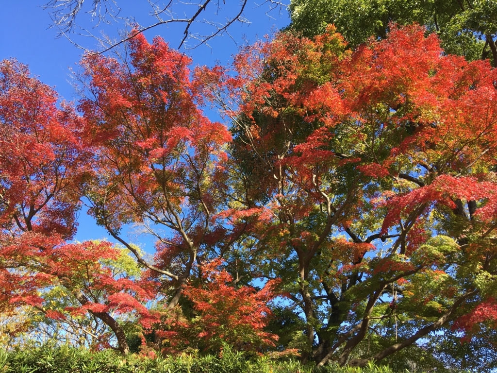 f:id:yuucamp:20171112181204j:plain