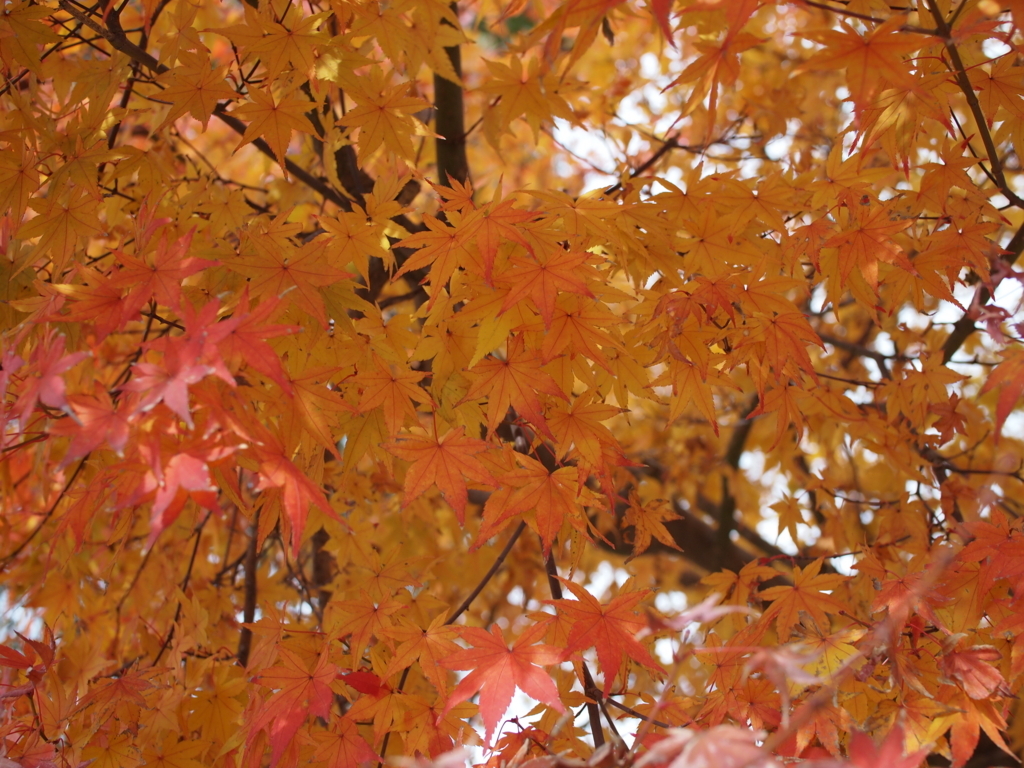 f:id:yuucamp:20171203123140j:plain