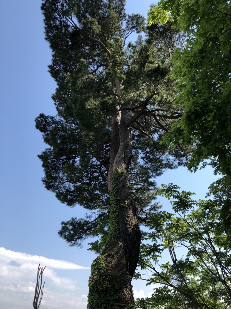 f:id:yuucamp:20180602125025j:plain