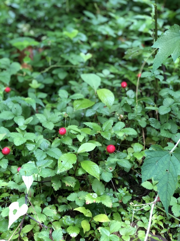 f:id:yuucamp:20180630201834j:plain f:id:yuucamp:20180630201834j:plain