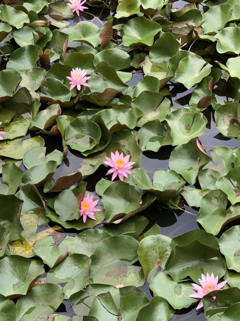 f:id:yuucamp:20180818230227j:plain