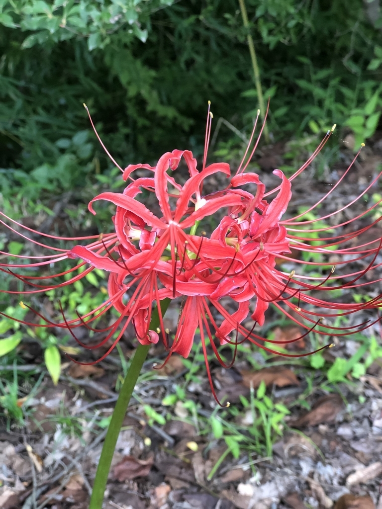 f:id:yuucamp:20180929201318j:plain