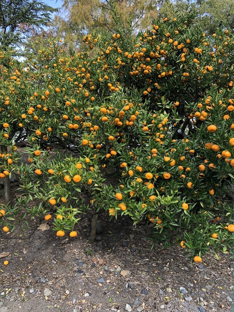 f:id:yuucamp:20181125165834j:plain