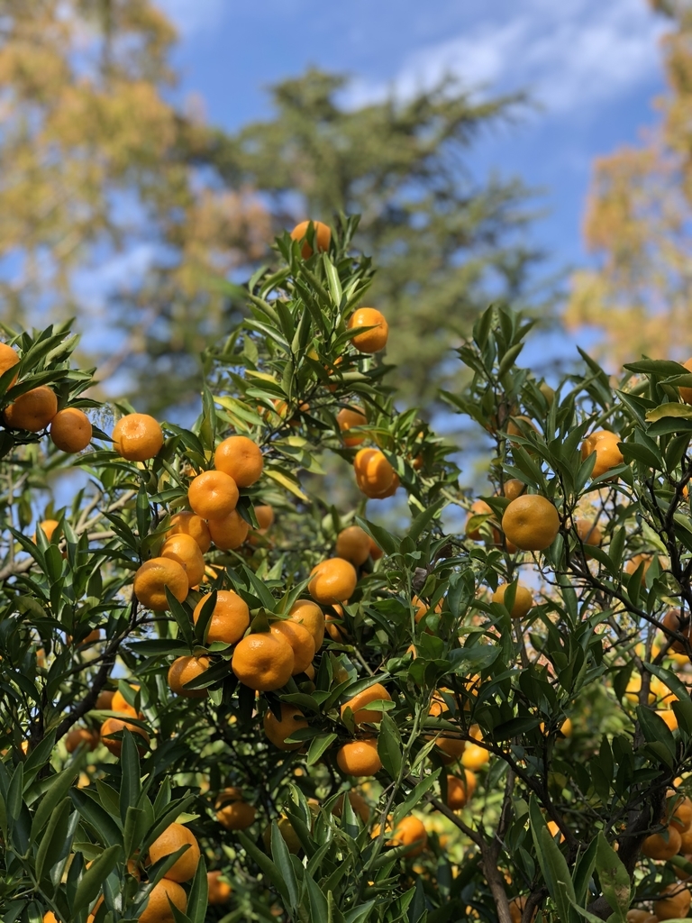 f:id:yuucamp:20181125170547j:plain