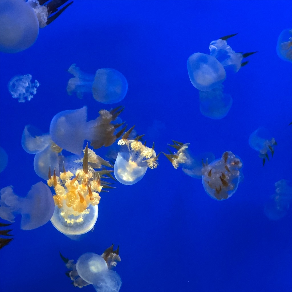 f:id:yuucamp:20190910165408j:image f:id:yuucamp:20190910165408j:image