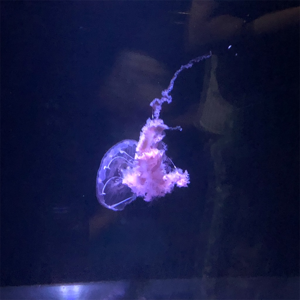 f:id:yuucamp:20190910165941j:image f:id:yuucamp:20190910165941j:image