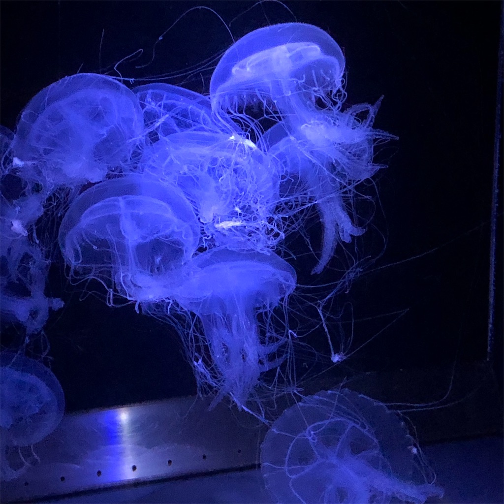 f:id:yuucamp:20190910165944j:image f:id:yuucamp:20190910165944j:image