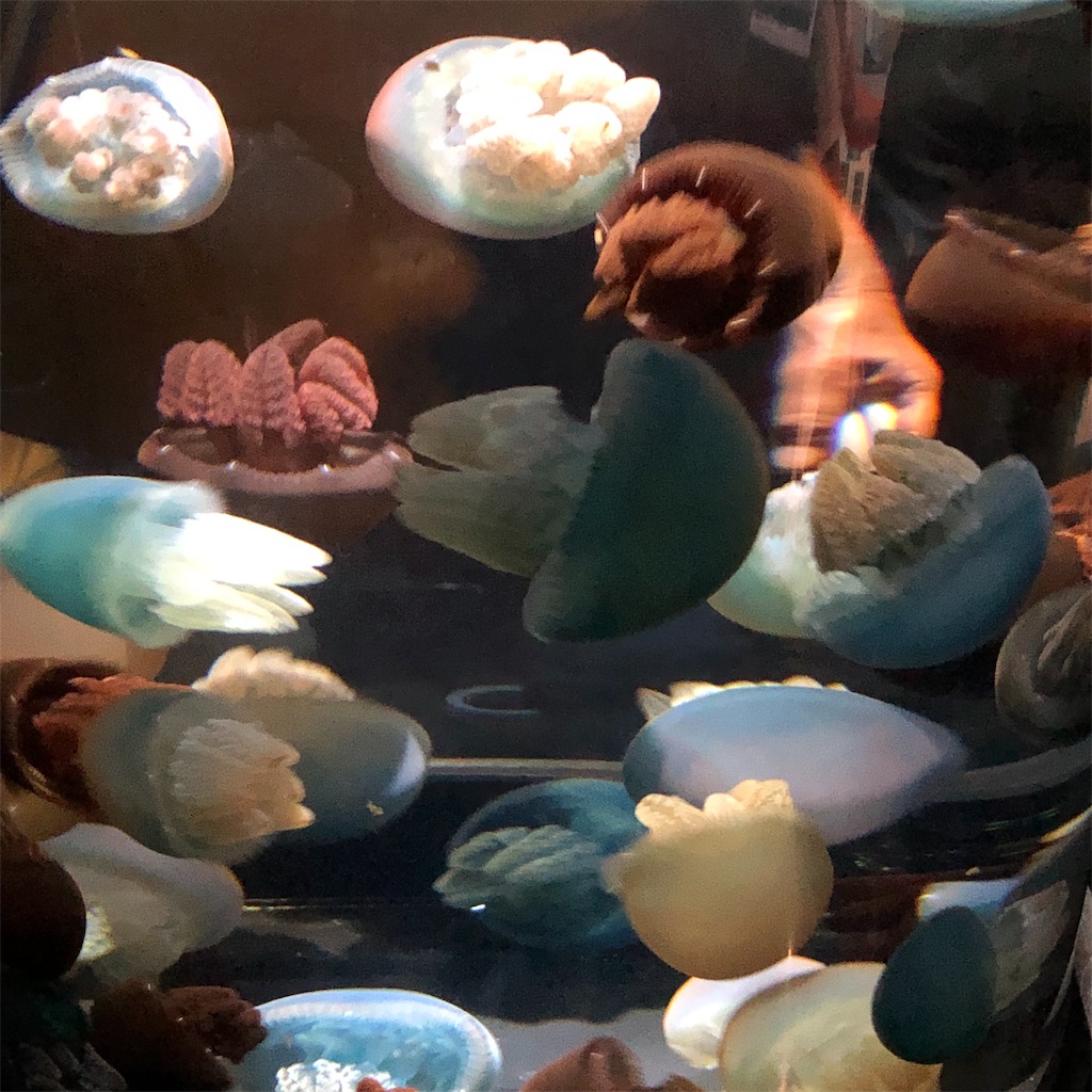 f:id:yuucamp:20190911080937j:image f:id:yuucamp:20190911080937j:image