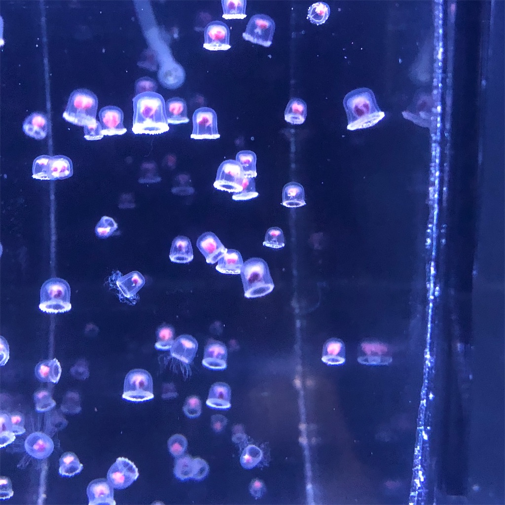 f:id:yuucamp:20190911081240j:image f:id:yuucamp:20190911081240j:image