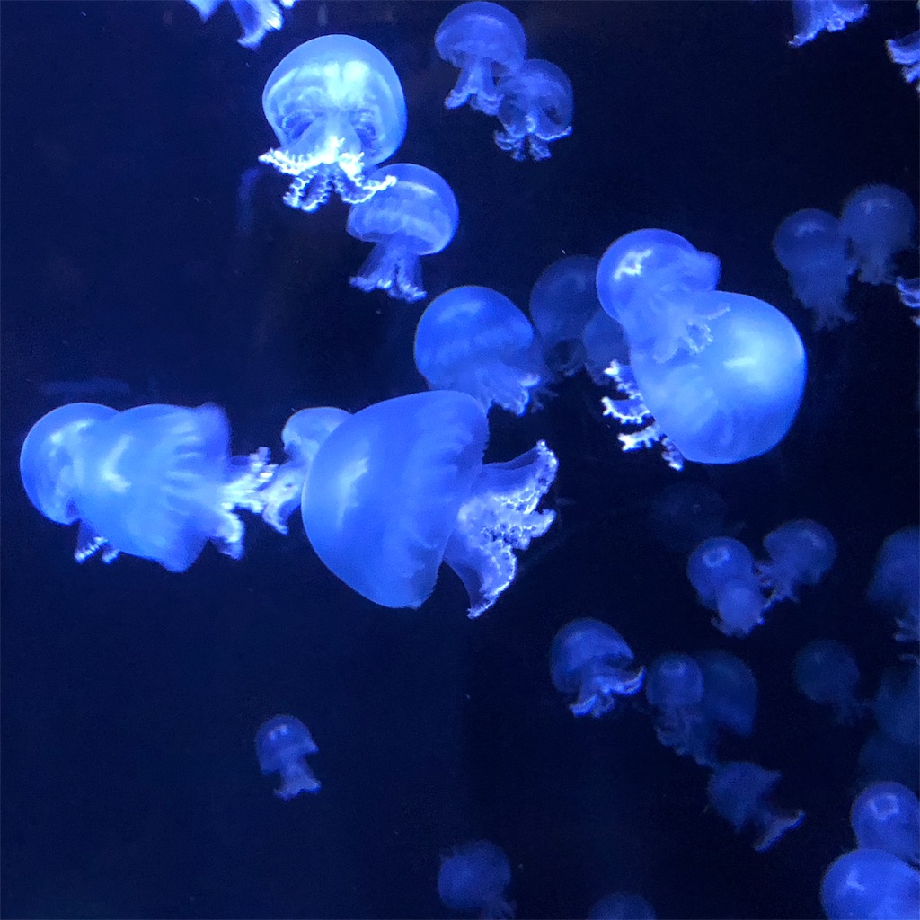 f:id:yuucamp:20190912080614j:image f:id:yuucamp:20190912080614j:image