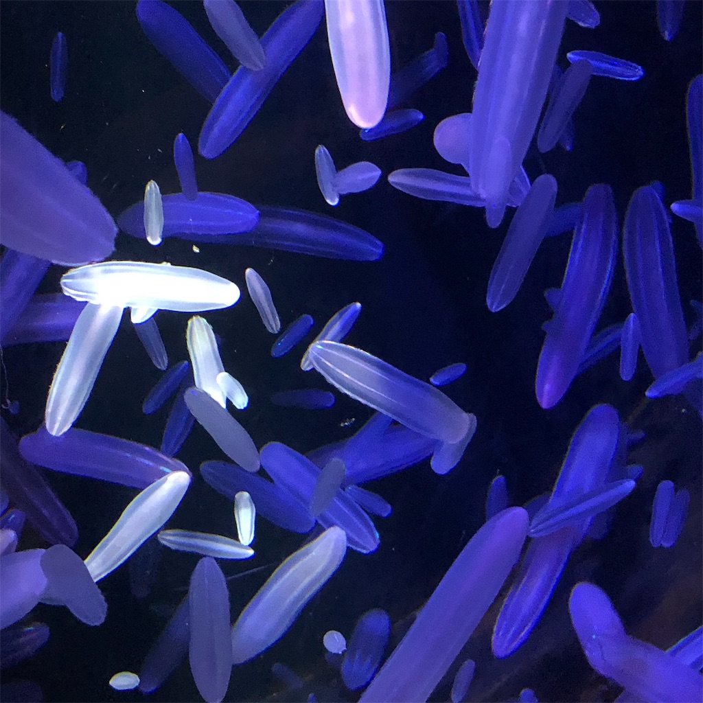 f:id:yuucamp:20190912081017j:image f:id:yuucamp:20190912081017j:image