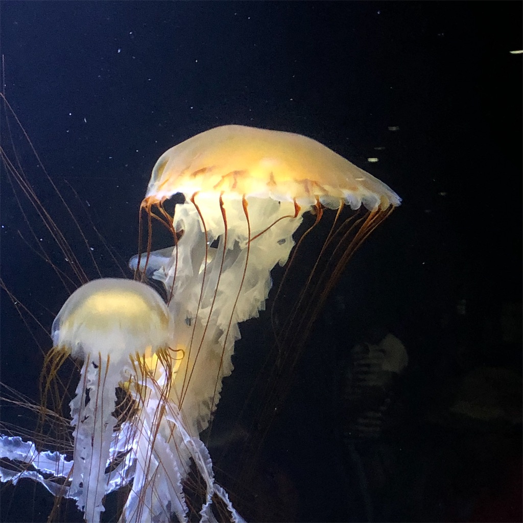 f:id:yuucamp:20190912160220j:image f:id:yuucamp:20190912160220j:image