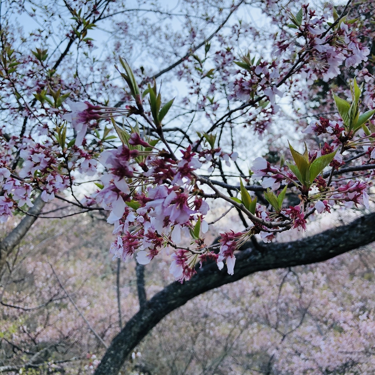 f:id:yuucamp:20210425003927j:plain