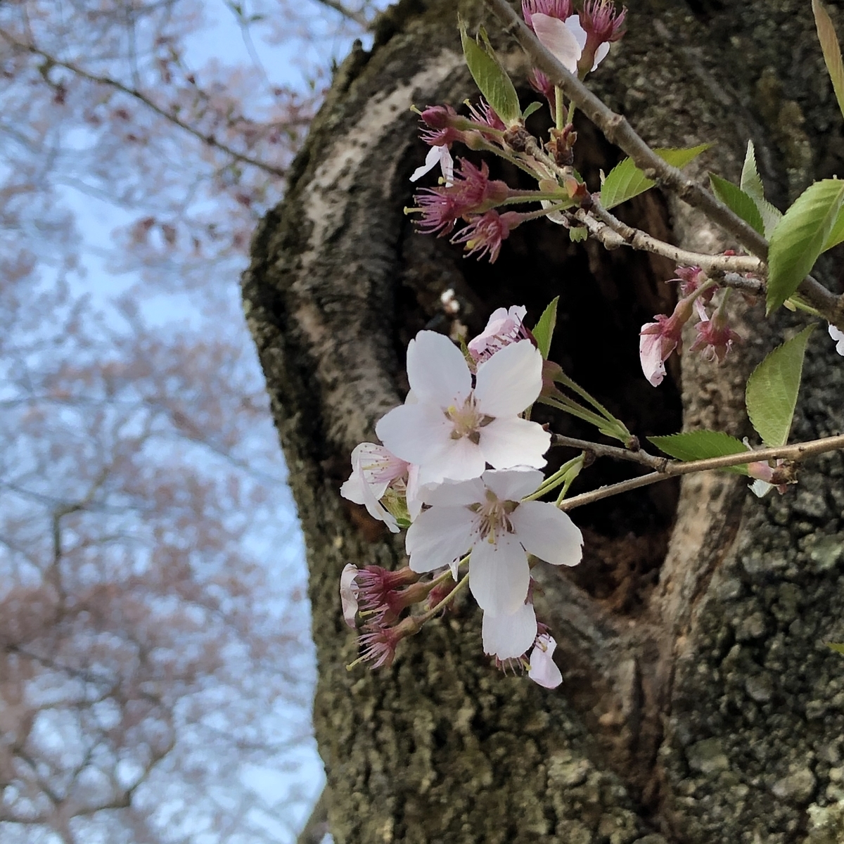 f:id:yuucamp:20210425234117j:plain