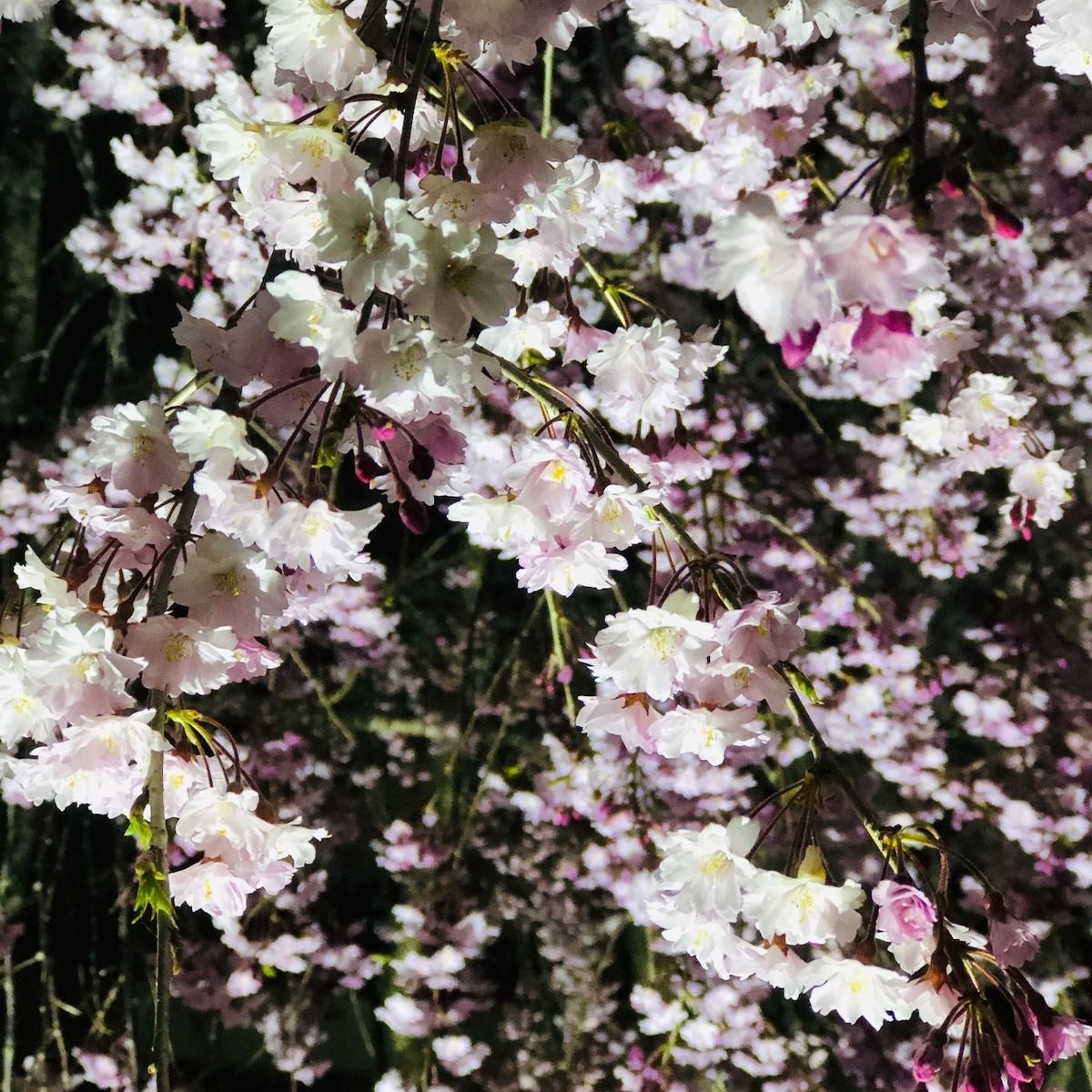 f:id:yuucamp:20210504001930j:plain